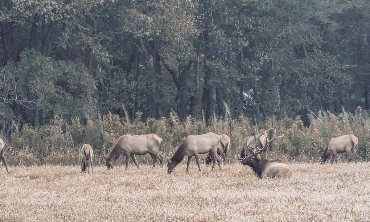 Ponca House | Elk View Cabin in Boxley Valley - 5 min to the Buffalo River!