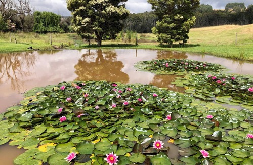 Balingup Apartment | Balingup Camellia Suite - Marian Ponds. Beautiful gardens and swimming pool