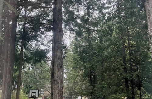Saanich House | Rustic Romantic Quiet Private Colorful- Surrounded Cedar trees - Sleeps 8
