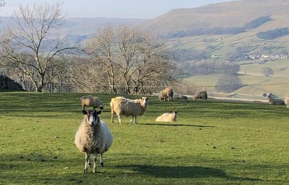 Quarry Cottage near Hawes, Yorkshire Dales, Pet free