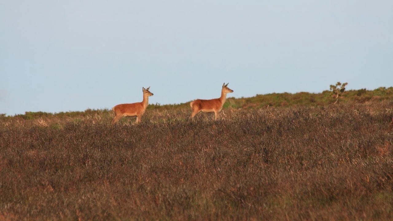 Photo of Outdoor in Exford