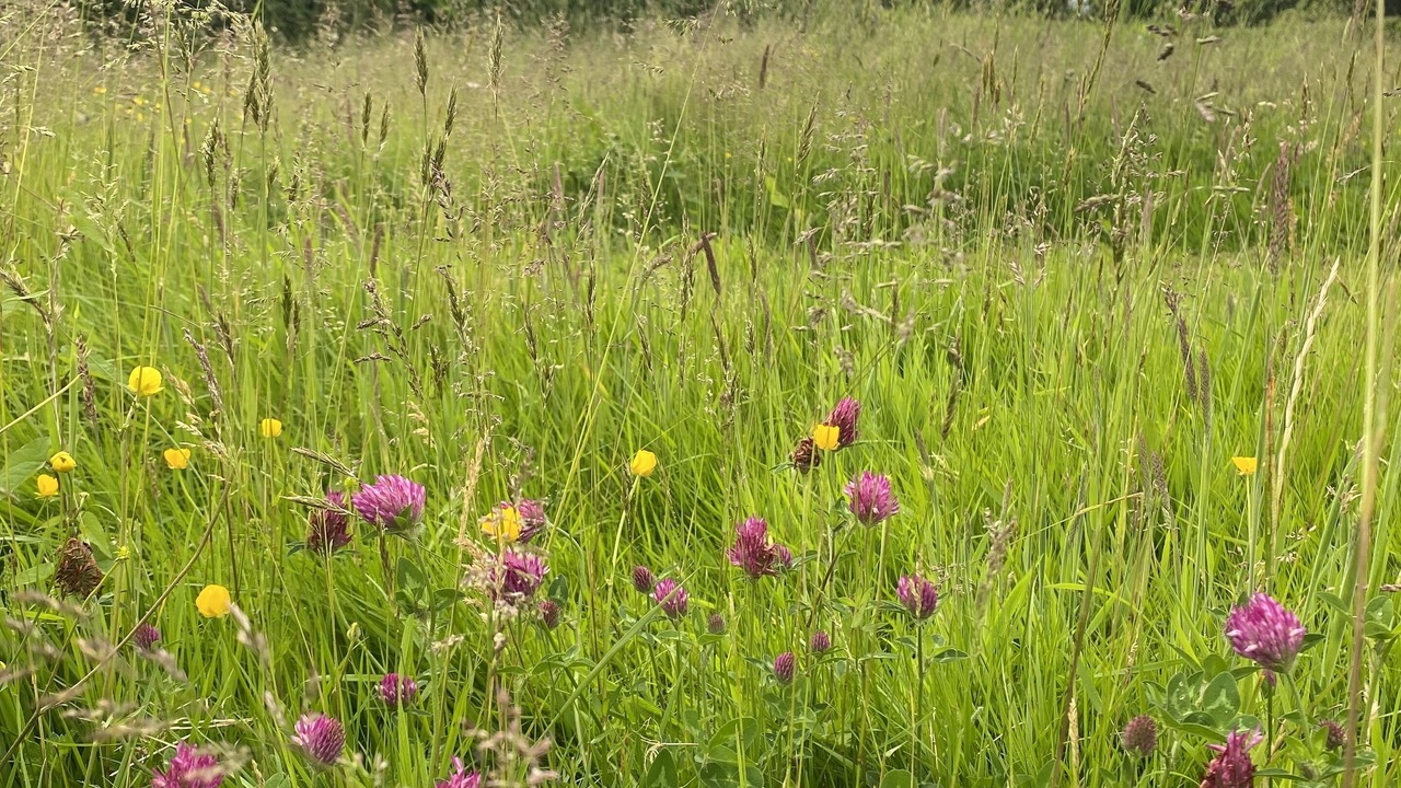 Photo of Outdoor in West Buckland
