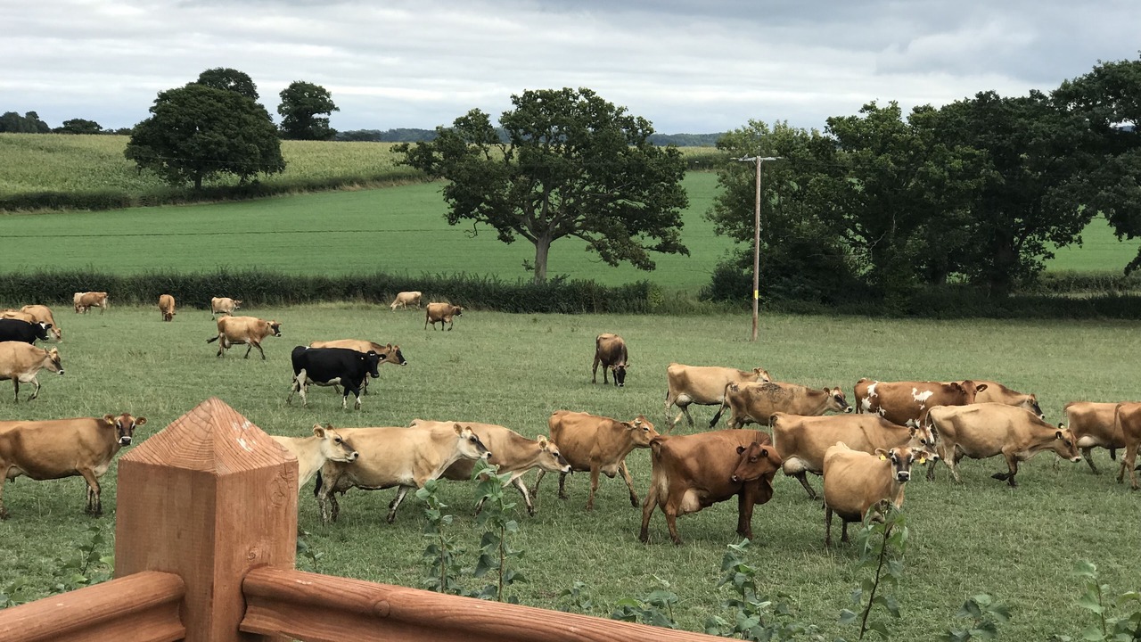 Photo of Outdoor in West Buckland