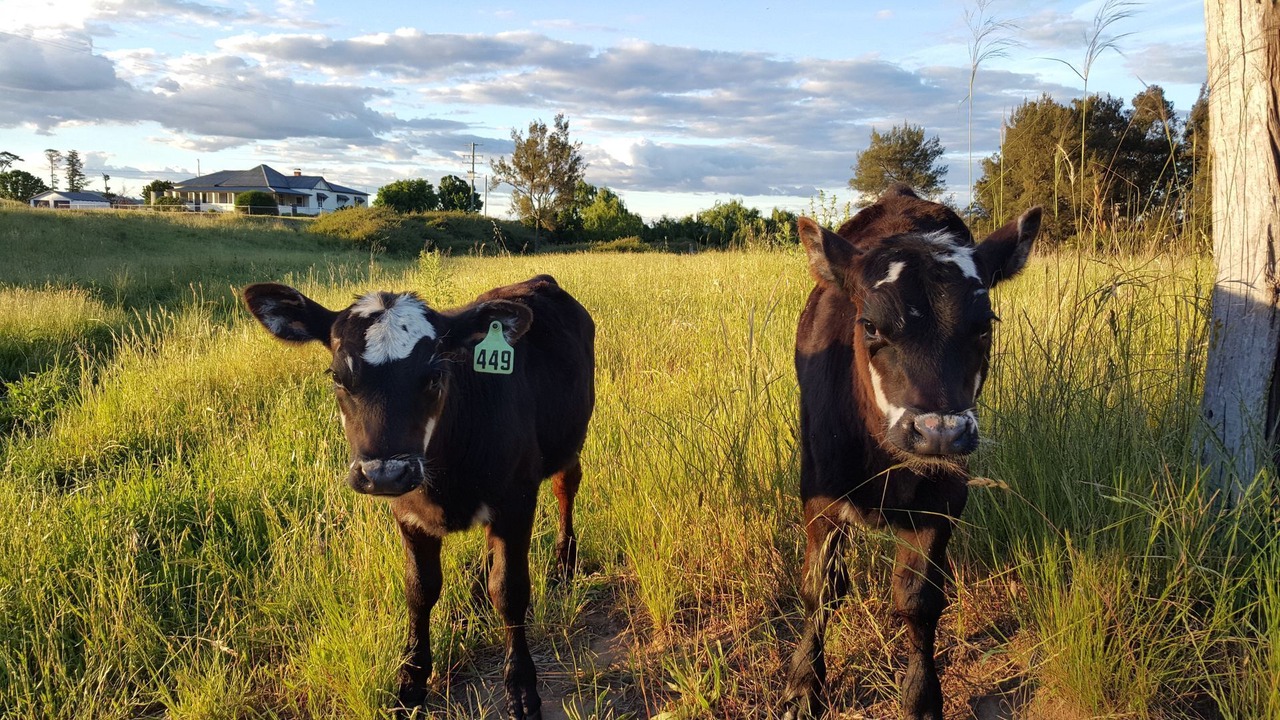 Photo of Others in Ballandean
