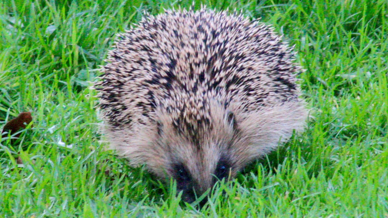 Photo of Others in Bude