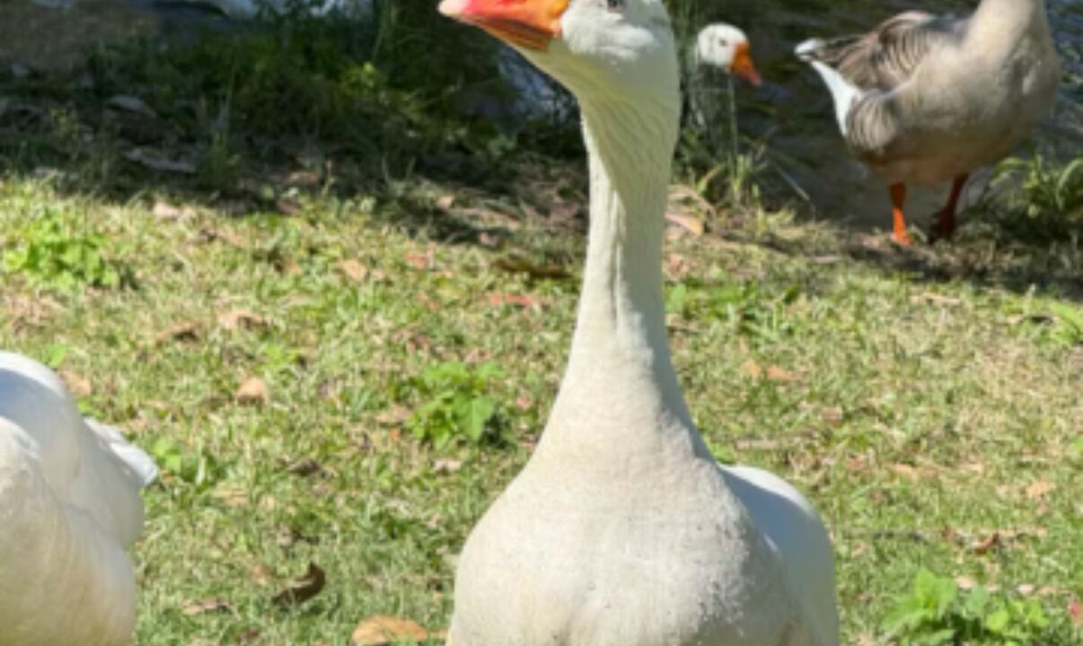 Photo of Others in Belmont
