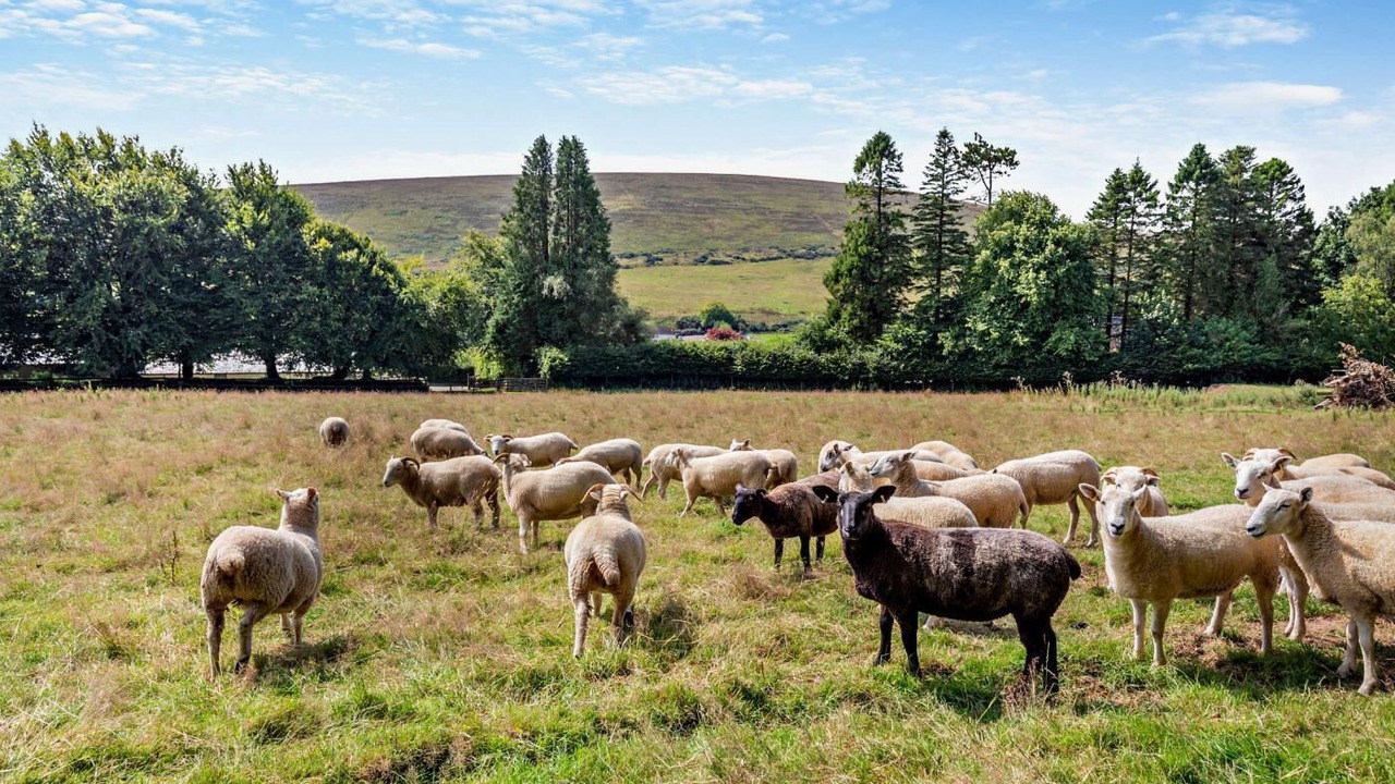 Photo of Others in Withypool