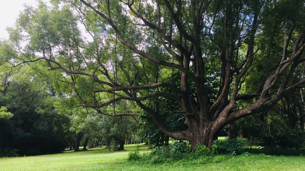 Photo of Outdoor in Binna Burra