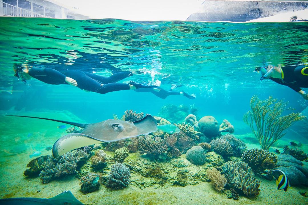 Photo of Others in Daydream Island